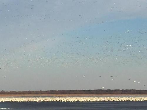 Christmas 2019 horse and buggy