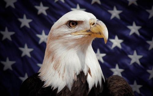 american-eagle-1034567