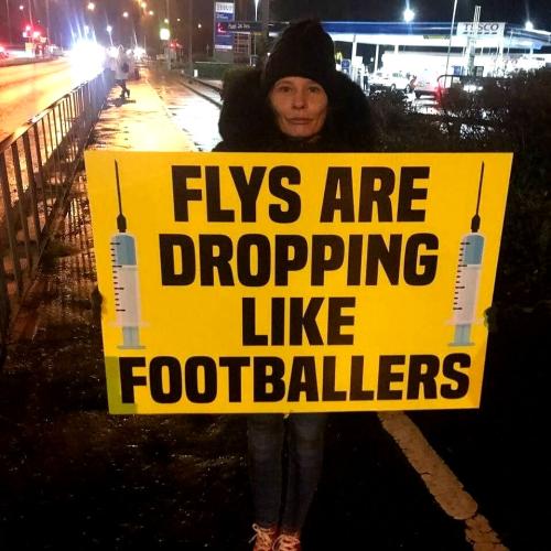 Fly's are Dropping Like Football Players