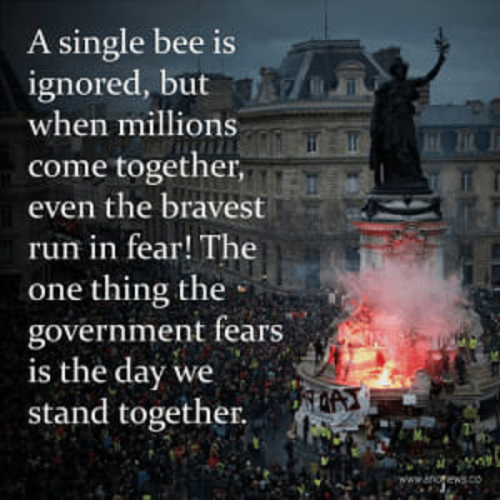 A single bee