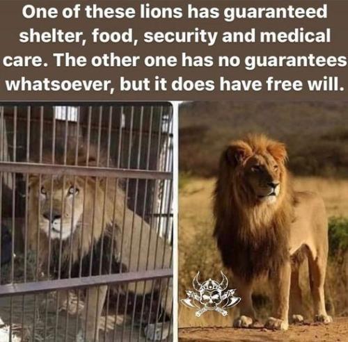 LionGuaranteedFoodShelterMedicalOtherNoGuarantyHaveFreeWheel