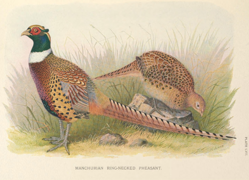Manchurian_Ring-necked_Pheasant_by_H._Jones