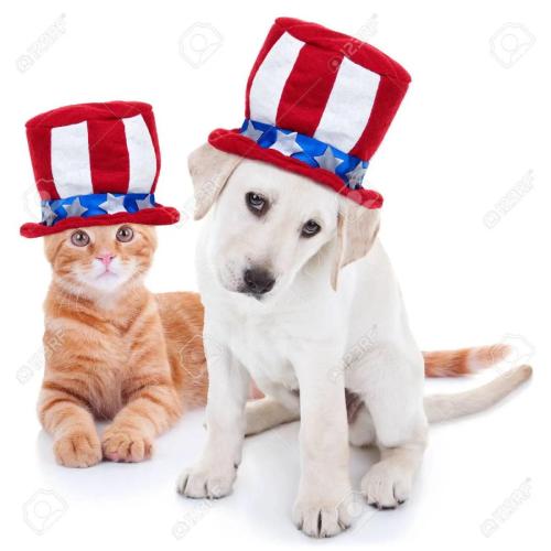 78735941-patriotique-heureux-animal-américain-chaton-chat-et-chien-chien-animaux-portant-rouge-blanc-et-bleu-