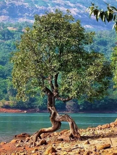 I am Groot