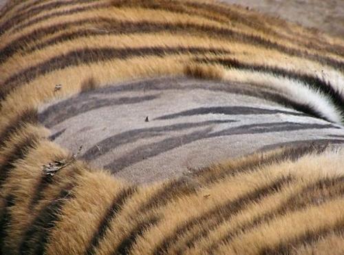 tiger skin