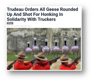 geese