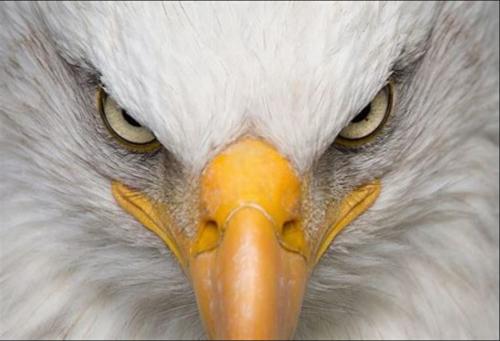 LexTalionisAmericanEagle