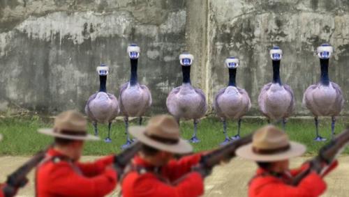 Your goose is cooked!