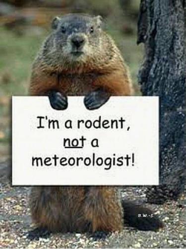 Rodent