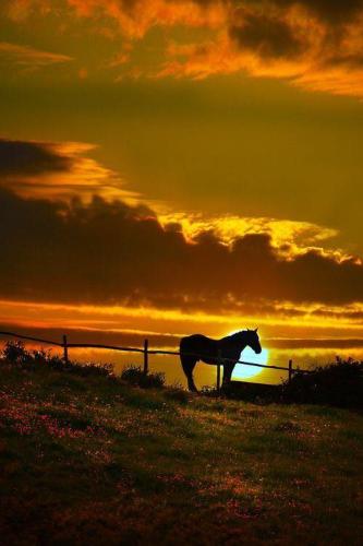 Good Night 1 - Horse in sunset