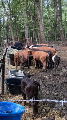 5508CD3E-CB61-452D-BFFA-DF9D7D35E3D8