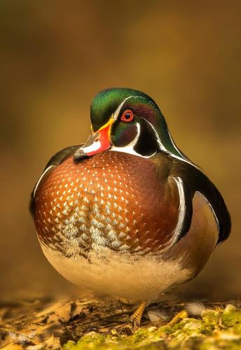 BE146F05-7676-4A6E-9E5D-8D53310AE46A