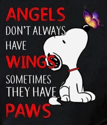 Angels have paws
