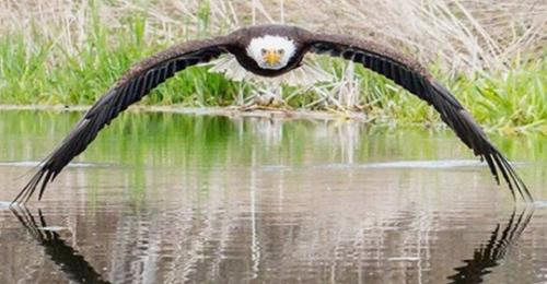 Eagle 04