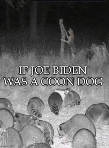 Coon Dog