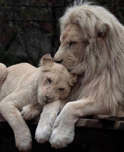 familyvalues