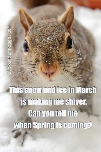 Squirrel_WhenIsSpring_001