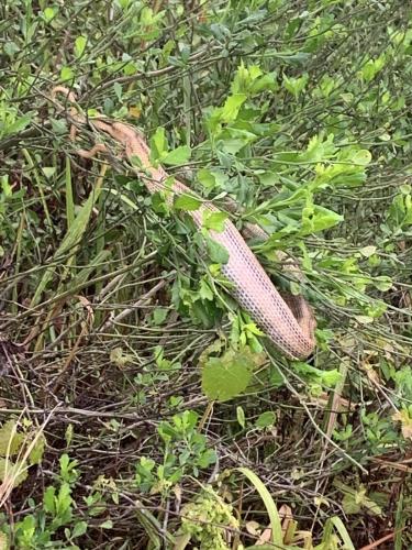 ECC4D026-7C52-443D-AB76-275FC089A139