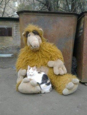 alfcat