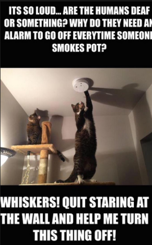 whiskers