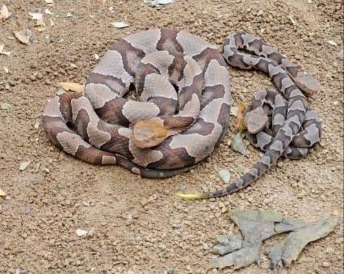 FB_IMG_1648069831381