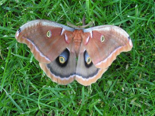 Polyhemus moth