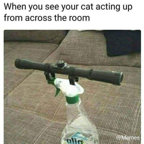 40 Silly Memes To Put You In Good Spirits