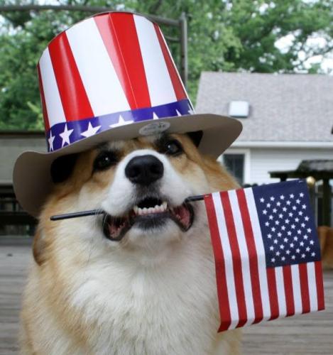 corgiusa