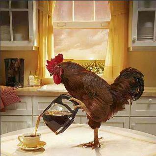 chicken-pouring-coffe