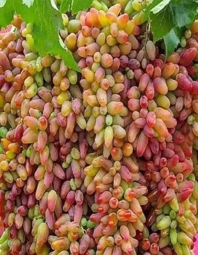 FB_IMG_1616935386561