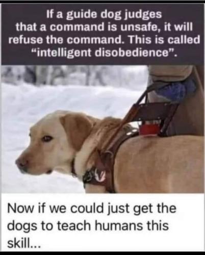 guidedog