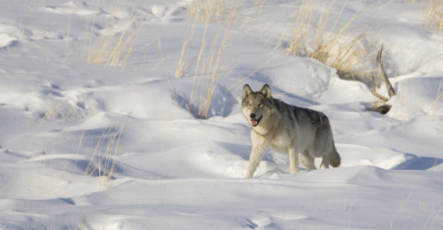 867F96DB-59B9-4A59-B990-29FCD1FA0BBB