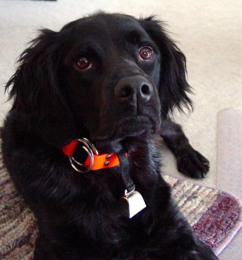 Dog1