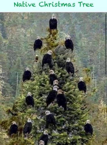 balb eagles for christmas