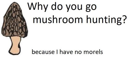 20220318 Mushroom hunting no morels