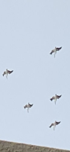 EA074649-2960-4291-994E-A5638F4F8E60