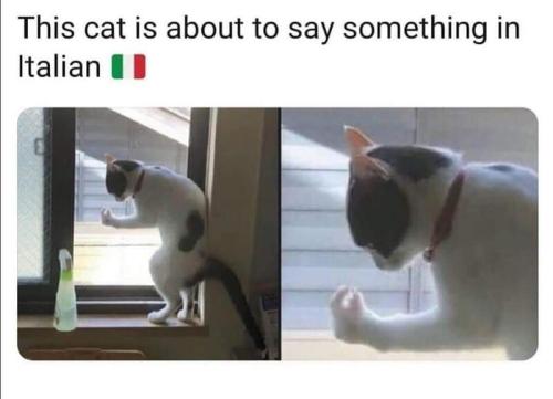 2italian cat