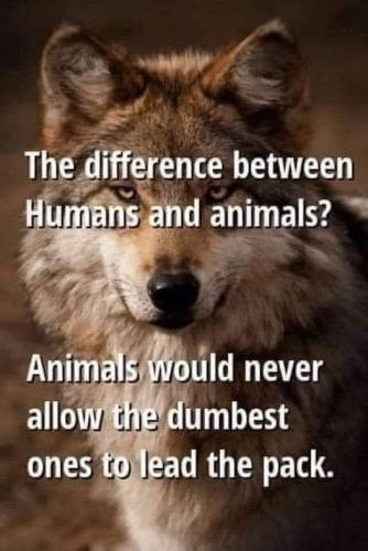 animals vs humans