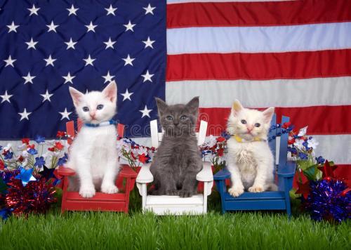 patriotic-kittens-three-two-fluffy-white-one-gray-sitting-red-white-blue-chairs-green-grass-american-flag-93708836