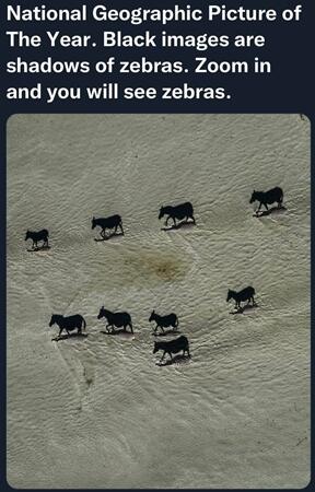 zebrashadow