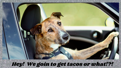 Hey! We goin to get tacos or what!!