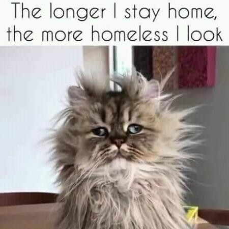 homelesslook