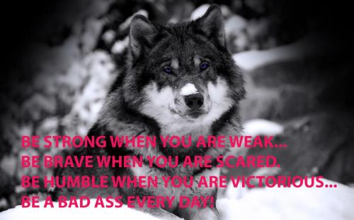 Wolf