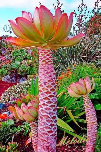 FB_IMG_1621859616239