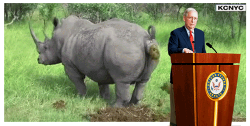 rino shit