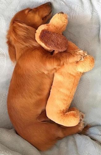 Weinie Dog