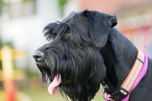 téléchargement (1)