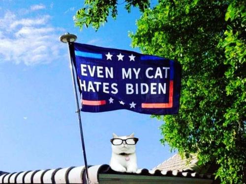 CatBiden