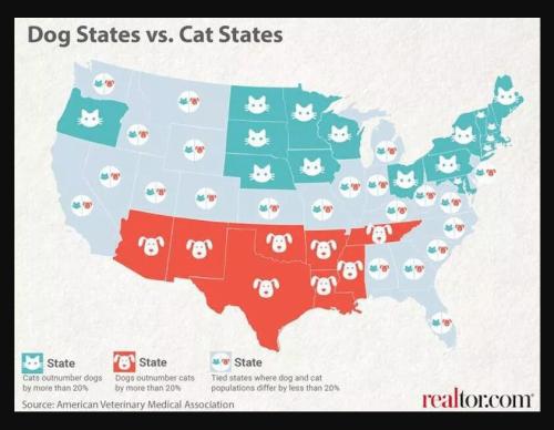 Dog vrs Cat States
