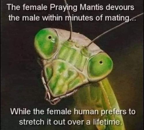 Praying mantis